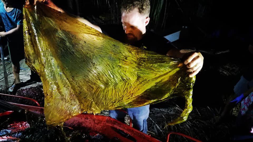 Dead whale found with plastic bags in its stomach
